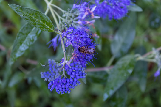 Bartblume Heavenly Blue mit Biene