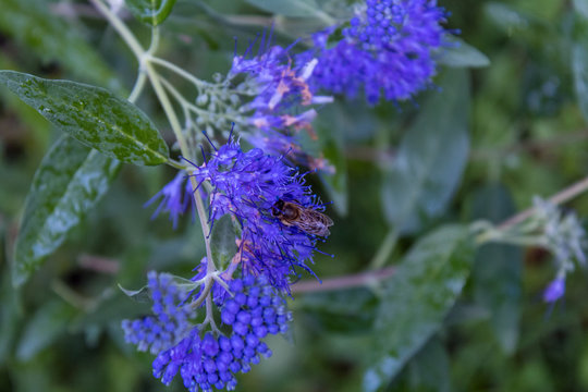 Bartblume Heavenly Blue mit Biene