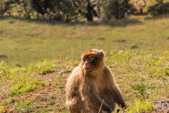 Gibraltar monkey walking through its territory