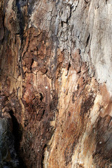 tree bark texture