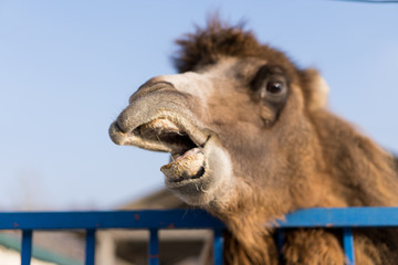 Fototapeta premium Camel peeps out of its cage