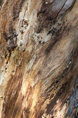 tree bark texture