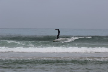 Fototapeta premium Surfing the Wave