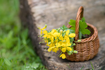 Fototapeta na wymiar Chelidonium majus, greater celandine, nipplewort, swallowwort or tetterwort yellow flowers in a wicker basket from the vine. 