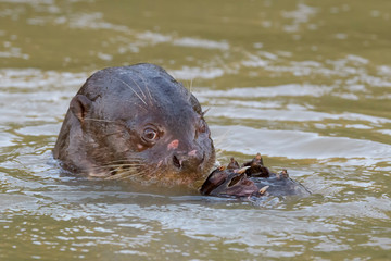 Fototapeta premium Giant otter (Pteronura brasiliensis), eating a caught fish in water, Pantanal, Mato Grosso, Brazil