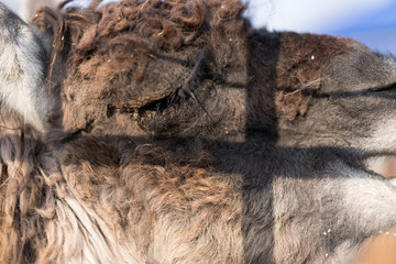 Llama head close up in the afternoon