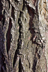 tree bark texture