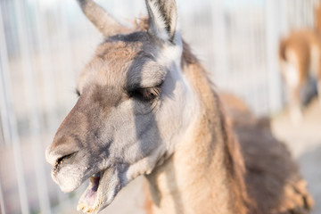 Fototapeta premium Llamas walk in their aviary