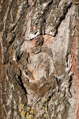 tree bark texture