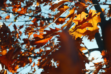 Autumn leaves blue sky blurred background. Autumn sunlight. Orange leaves sunlight. October nature sunny landscape. 