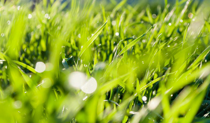 Beautiful green grass with drops of dew, closeup. Photo on the wallpaper