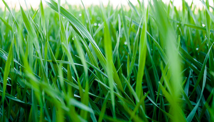 Obraz premium Beautiful green grass with drops of dew, closeup. Photo on the wallpaper