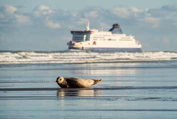 pretty seal resting on the beach of Calais © Image'in