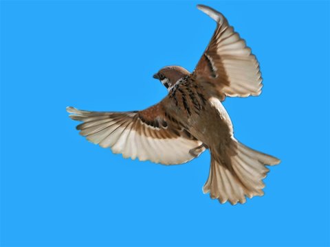 Flying Sparrow On A Blue Background.