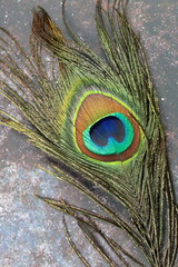 A close up of a Peacock feather on grunge background.