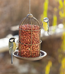 Naklejka premium Great tit and blue tit eat food from the feeder.