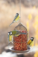 Several great tits eat feed from the feeder.
