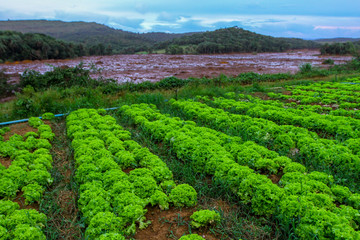 Fototapeta na wymiar Mineral tailings mud after dam rupture in Brumadinho, Minas Gerais, Brazil