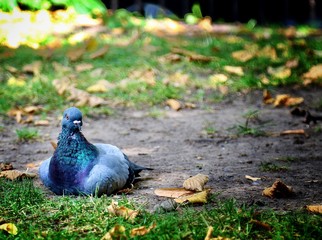 pigeon resting