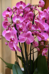 Fototapeta na wymiar Pink Orquidea Phalaenopsis hybr Montigo