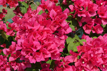 Red flower on green natural background