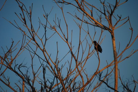 ave descansando en un &aacute;rbol bajo el cielo azul