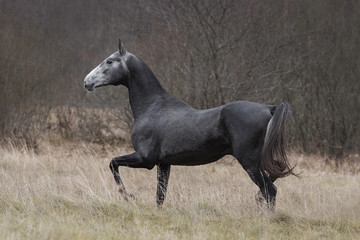 Obraz na płótnie Canvas A beautiful dark gray horse runs across an autumn field backgrounds.