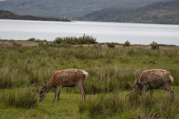 Hirsche in den Schottischen Highkands