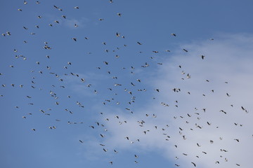 Viele Zugvögel Wildgänse fliegen am blauen Himmel