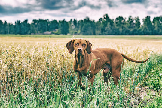 Hunting dog in a summer meadow. Photographed in a high-key, close-up.