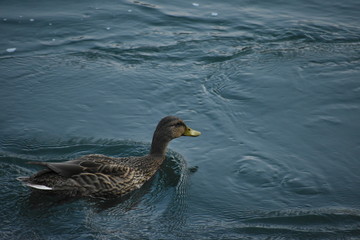 Ente in Eile