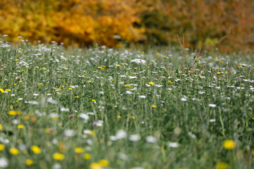 Heimische Blumenwiese, Magerwiese mit wilden Blumen wie Margerite Leucanthemum vulgare, Schafgarbe Achillea millefolium.