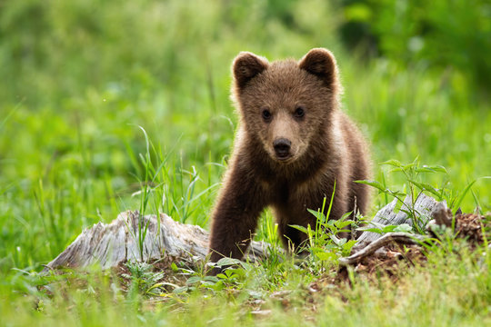 Portrait of brown bear, ursus arctos, in its natural habitat. A defenceless baby bear standing on the meadow without his mother and looking innocently into the camera.