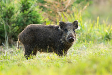 Young solitary wild boar, sus scrofa, standing on a meadow in summertime alone. Cute animal gazing in tranquil wilderness. Black sow in refreshing nature.