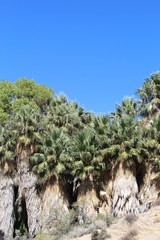 Rare are natural Colorado Desert habitats suitable for the California Fan Palm, Washingtonia Filifera, however, Cottonwood Spring in Joshua Tree National Park is sufficient to support them.