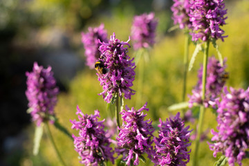 Obraz premium bee on flower