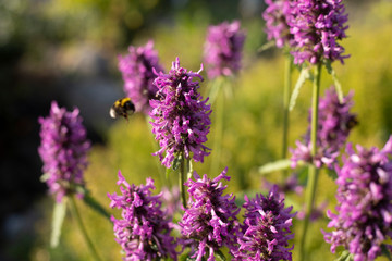 Obraz premium bee on flower