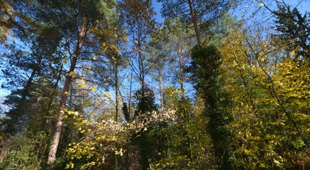 Fototapeta premium Autumnal Impressions from Berlin Spandau of November 19, 2019, Germany