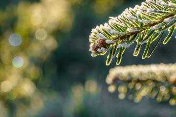 A fir branch with small fir cones covered with white ice crystals of hoar frost is back lit by the...