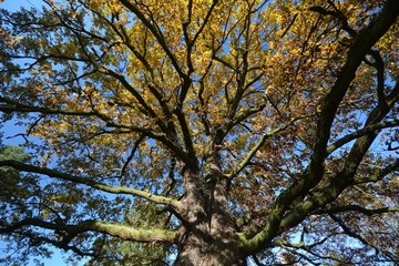 Autumnal Impressions from Berlin Spandau of November 19, 2019, Germany