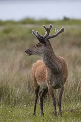 Hirsche in den Schottischen Highkands
