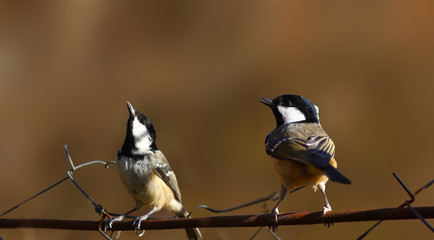 Two Coal Tits are sitting on the fence, on a brown blurred background  