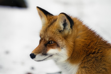 Roter Fuchs im Schnee
