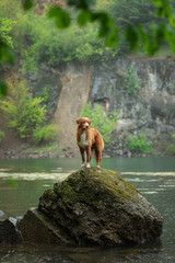 Fototapeta na wymiar dog stands on a stone in the rain. Walk with your pet. Nova Scotia Duck Tolling Retriever in nature