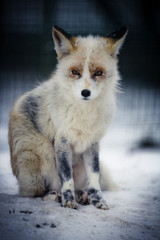 Weißer Fuchs im Schnee