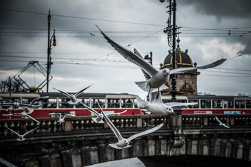 Pigeons over old town bridge with tram
