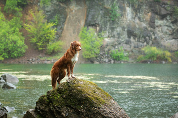 dog stands on a stone in the rain. Walk with your pet. Nova Scotia Duck Tolling Retriever in nature