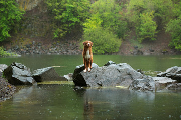 dog stands on a stone in the rain. Walk with your pet. Nova Scotia Duck Tolling Retriever in nature