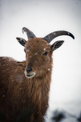 Steinbock im Schnee