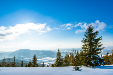 Obraz premium Beautiful sunny landscape of fluffy fir trees